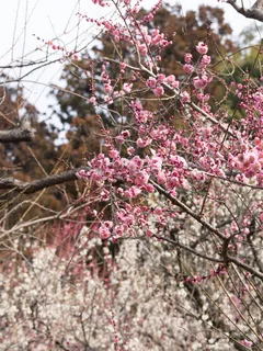 红色和白色,李子,春天,植物,日本风格,日本,植物园,盛开 红色和白色,李子,春天,植物,日本风格,日本,植物园,盛开