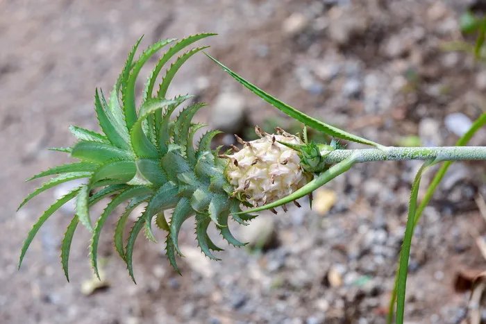 自然之美, 颜色, 舒适, 概念, 概念性, 描述性颜色, 生态, 生态系统