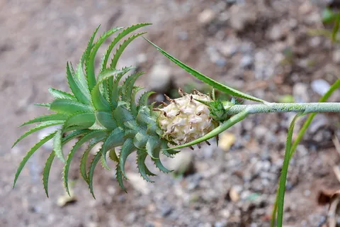 自然之美, 颜色, 舒适, 概念, 概念性, 描述性颜色, 生态, 生态系统