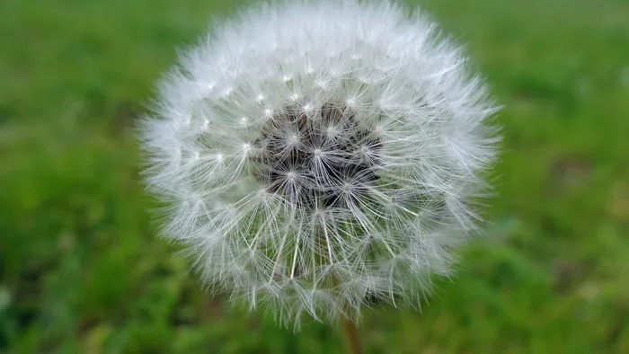 蒲公英，自然，植物，绒毛，花，种子，夏天，草
