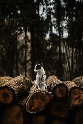秋天在雾天向森林走去