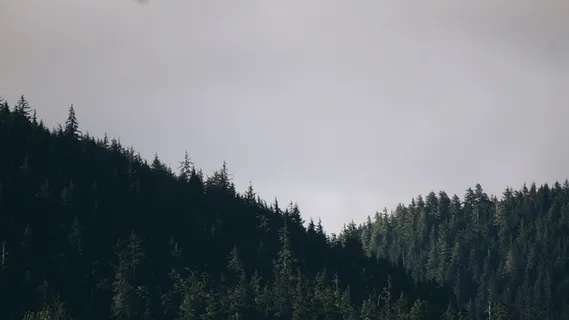 阿拉斯加,山脉,山脉,雾,树线,树,天空,云 阿拉斯加,山脉,山脉,雾,树线,树,天空,云