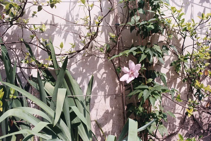 植物，户外，阿尔布尔，蒙马特，法国，花朵，花朵，春天