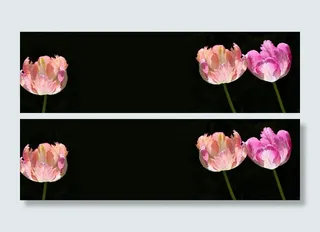 三，粉色，玫瑰色，黑色，背景，花朵背景，郁金香，郁金香背景