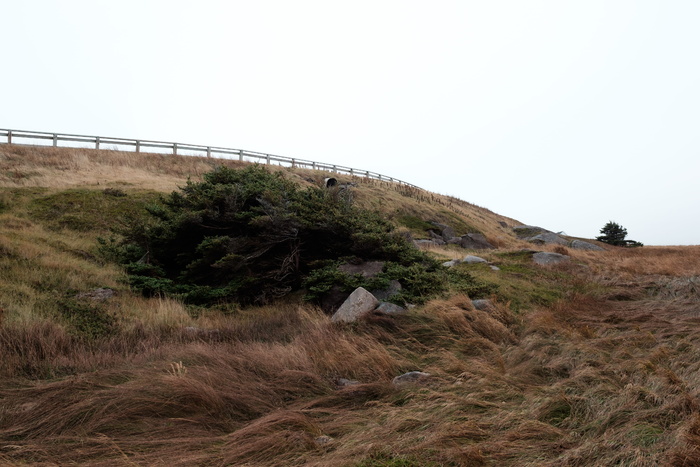 加拿大，长矛角，nf，天空，植物，晴空，自然，土地，复制空间