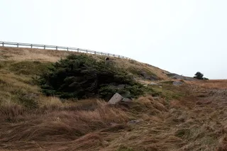 加拿大，长矛角，nf，天空，植物，晴空，自然，土地，复制空间