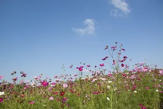 花，自然，花，田野，床，白色，紫色，茎