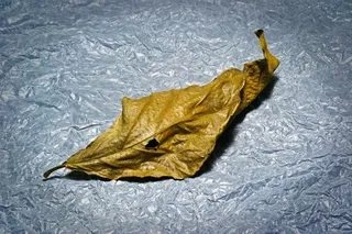 光画，叶子，干叶子，纸巾，光，喜怒无常，悲伤，秋天