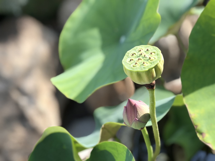 蓮 彭、绿叶、阳光、荷花芽、生长、植物、大自然之美、绿色