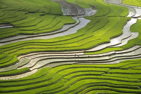绿色梯田 绿色梯田