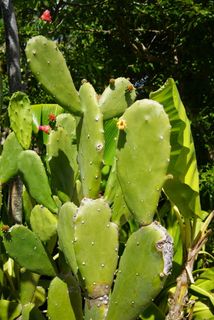 仙人掌，绿色，自然，植物，叶子，加勒比海，生长，绿色