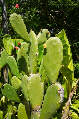 仙人掌，绿色，自然，植物，叶子，加勒比海，生长，绿色
