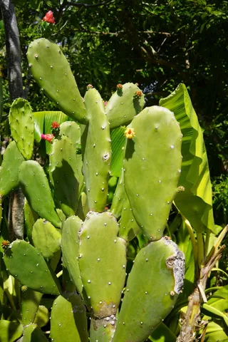 仙人掌，绿色，自然，植物，叶子，加勒比海，生长，绿色