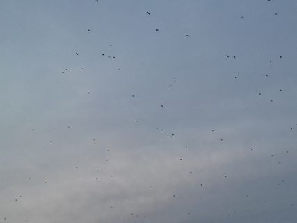 波兰、托伦、天空、飞行、脊椎动物、动物主题、野生动物、鸟类