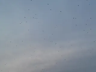 波兰、托伦、天空、飞行、脊椎动物、动物主题、野生动物、鸟类