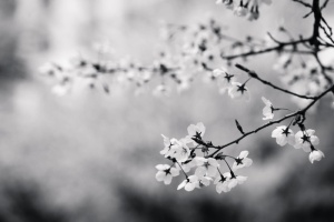 黑白、花朵、树枝、樱花