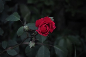 玫瑰，玫瑰图片，玫瑰图片，玫瑰园，红木，红玫瑰，爱，花