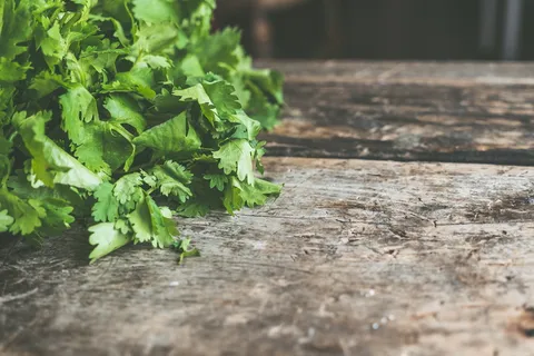 绿叶植物 绿叶植物