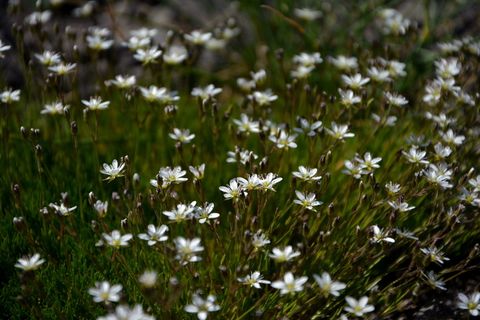 花, 自然, 宏, 春天的花朵, 植物, 鲜花, 叶子是, 春天