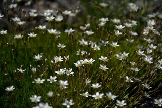 花, 自然, 宏, 春天的花朵, 植物, 鲜花, 叶子是, 春天