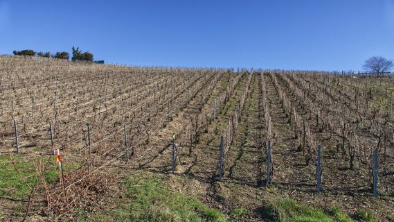 自然，户外，农场，乡村，乡村，葡萄园，verzenay，9 rue de verzy