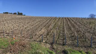 自然，户外，农场，乡村，乡村，葡萄园，verzenay，9 rue de verzy