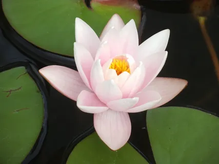 睡莲、淡粉色、池塘、花朵、开花植物、植物、大自然之美、花瓣 睡莲、淡粉色、池塘、花朵、开花植物、植物、大自然之美、花瓣