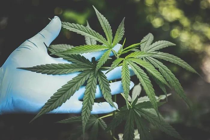 拿着绿色卡纳比的人