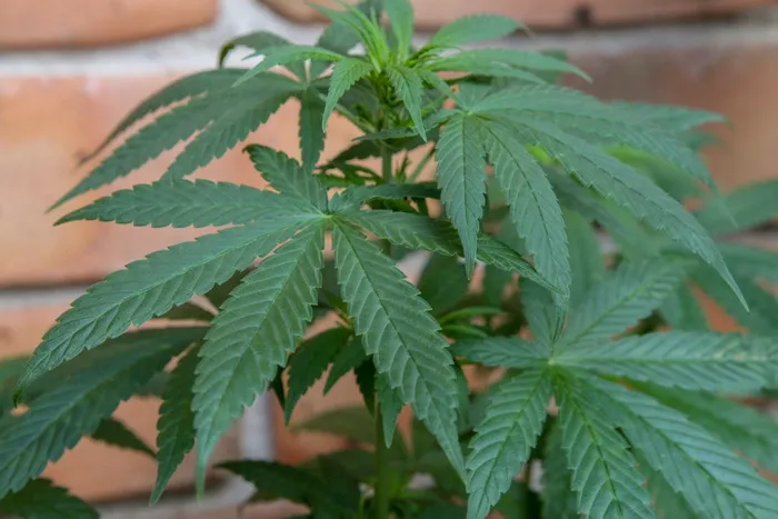 大麻，大麻，药物，药用，药物，杂草，麻醉品，植物