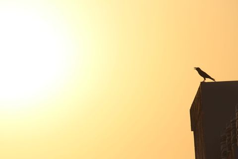 鸟，顶部，建筑物，乌鸦，日落，黎明，阴影，过度暴露