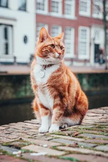 橙色和白色斑猫的选择性聚焦摄影 橙色和白色斑猫的选择性聚焦摄影