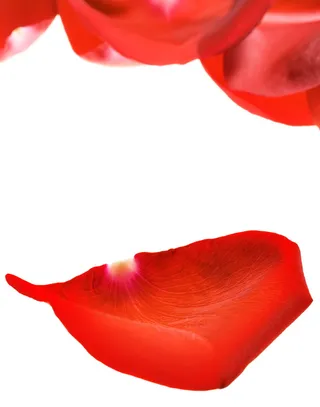 con2011, 玫瑰, 花瓣, 红色, 白色背景, 工作室拍摄, 剪出, 没有人