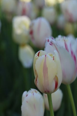 郁金香，白色，粉色，黄色，花，植物，自然，花