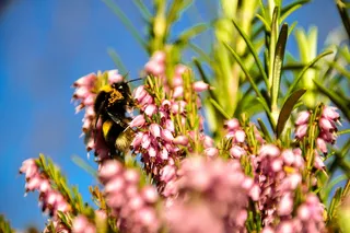 花粉，草药，雪碧，蜜蜂，花朵，迷迭香，佩思郡