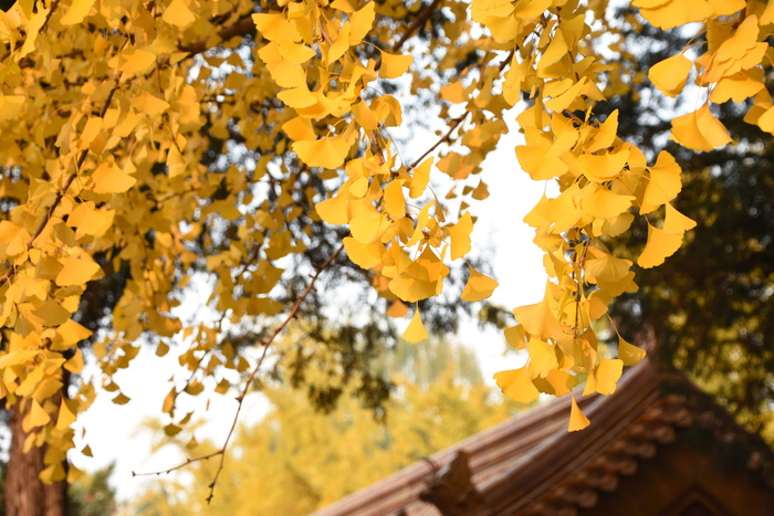 银杏树，秋天，黄叶，秋叶，景山公园，视觉，黄色，植物