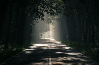 灰色混凝土道路，道路，大道，树木，心情，林荫大道，沥青，森林