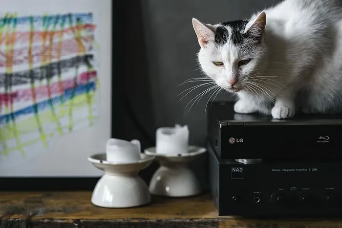 猫画像