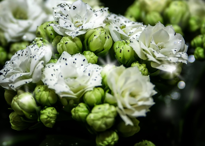 kalanchoe，blossom，bloom，white，glitter，christmas，厚膜温室，花