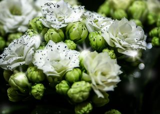 kalanchoe，blossom，bloom，white，glitter，christmas，厚膜温室，花