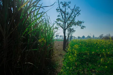 太阳花，绿色植物，田野，树木，植物，生长，树木，自然之美