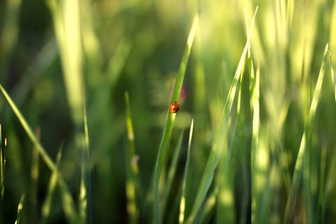 美国, 克利夫兰, 绿色, 黄色, 红色, bug, 植物