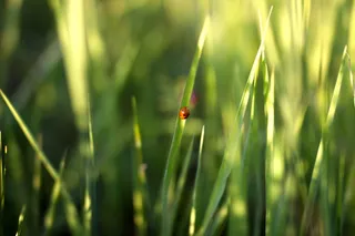 美国, 克利夫兰, 绿色, 黄色, 红色, bug, 植物