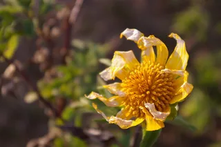 树木，宏观，桌面，开花，开花，壁纸，灯光，自然