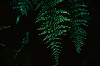 树，植物，绿色，叶子，草，森林，蕨类，自然