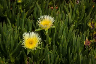 植物，花，花，植被，花粉，雏菊，雏菊，芽
