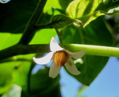 花，白色，中心，圆锥形，黄色，精致，果树，植物