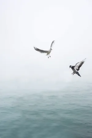鸽子和海鸥在水面上飞行