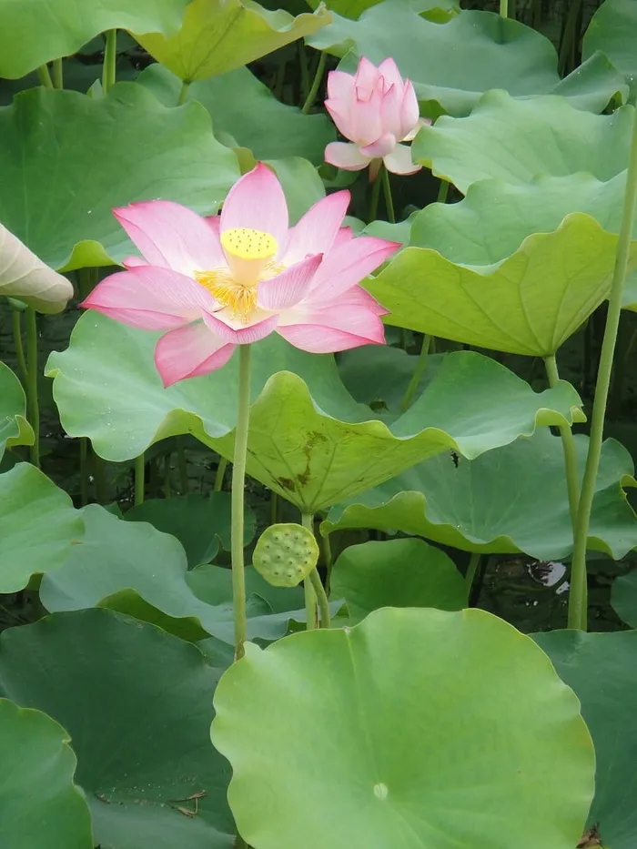 荷叶，花瓣，莲花，水生植物，池塘，开花，花朵，开花植物