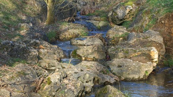 水、自然、户外、溪流、小溪、土地、植物、法国
