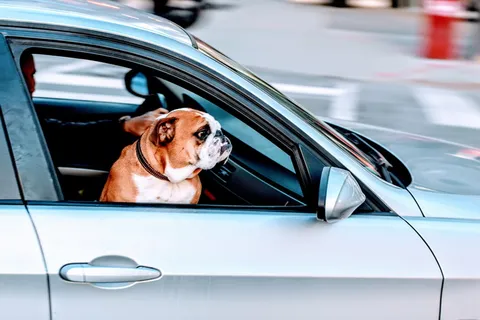 哈巴狗、狗、宠物、动物、汽车、车辆、旅行、道路 哈巴狗、狗、宠物、动物、汽车、车辆、旅行、道路